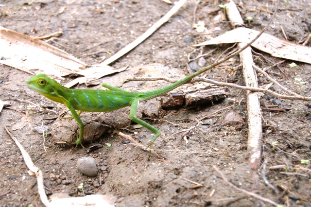 DSC_4343.JPG